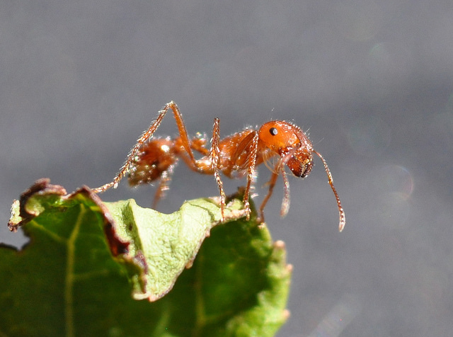 Tropical fire ants traveled the world on 16th century ships - Medievalists.net