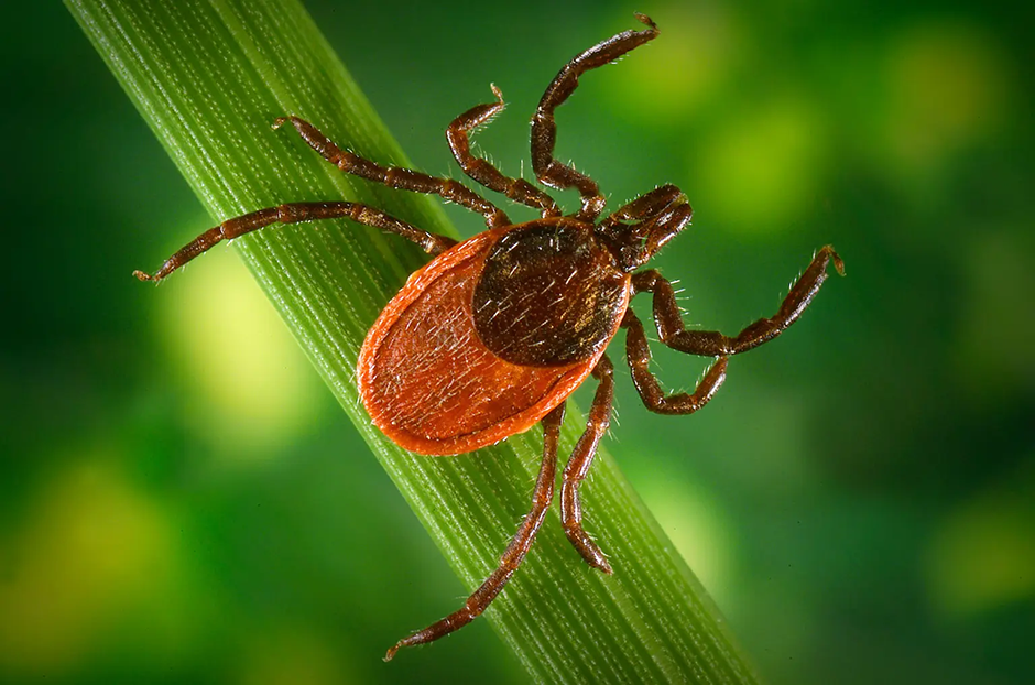The US is getting closer to understanding Lyme disease