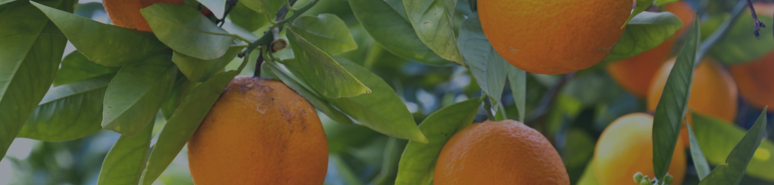 2022/23 Brazilian orange crop is still forecast to rise, despite the current threat of drought