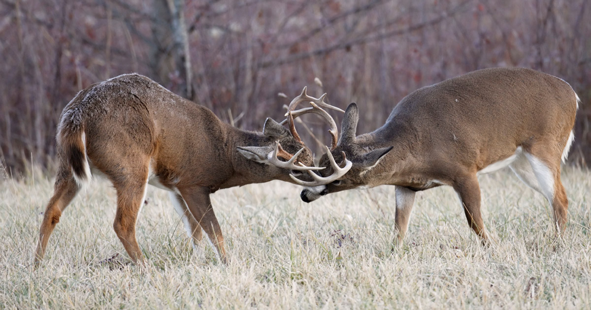 Chronic Wasting Disease | Deer Ecology & Management Lab | Mississippi State University
