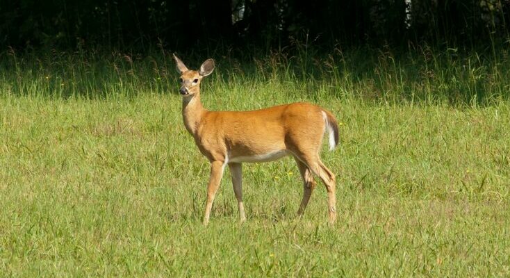 Chronic Wasting Disease in Pennsylvania Deer: The Rising Threat and Implications - MyChesCo