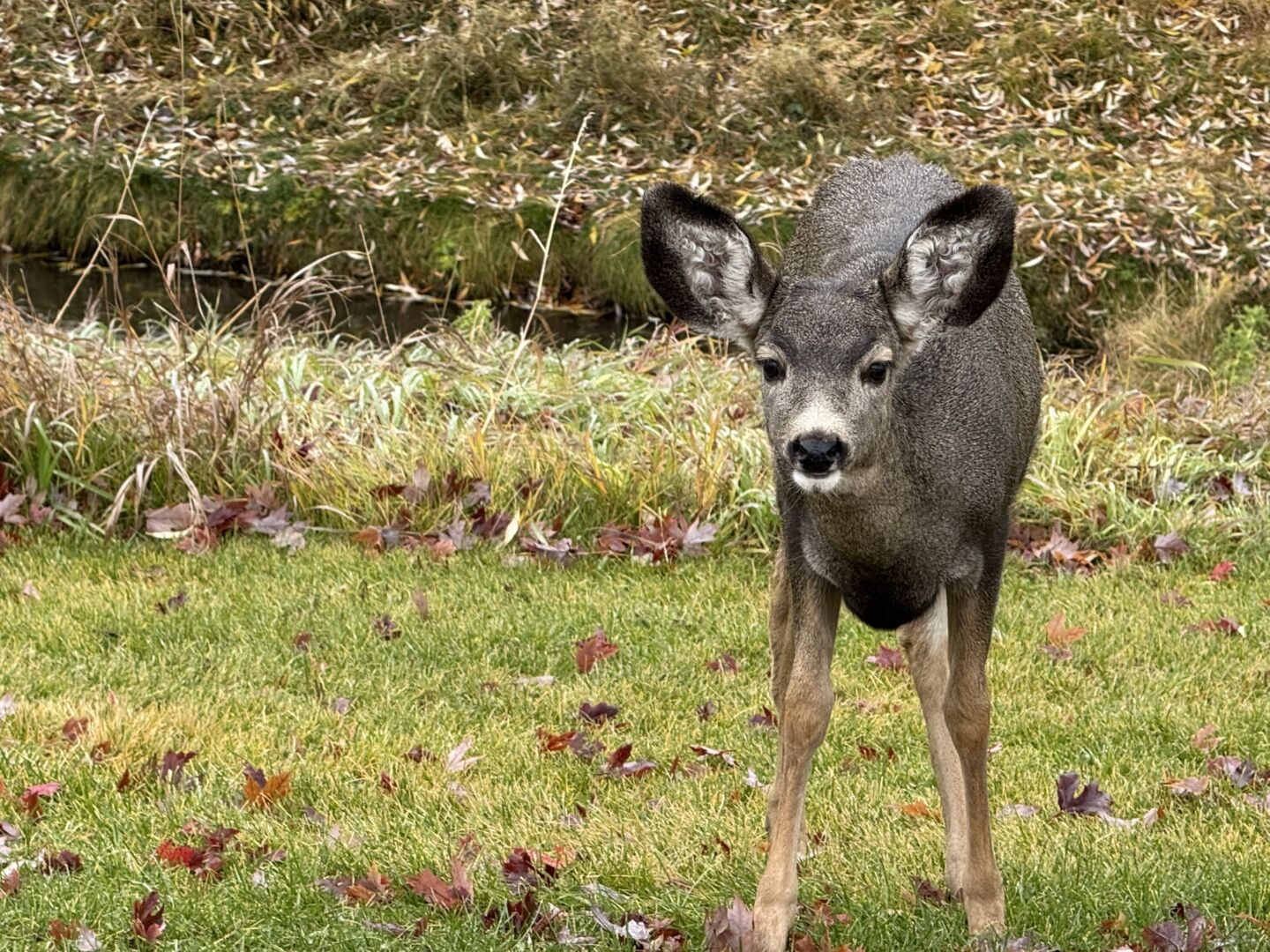 Mandatory CWD testing still in effect as deer hunting season gets underway : My East Kootenay Now