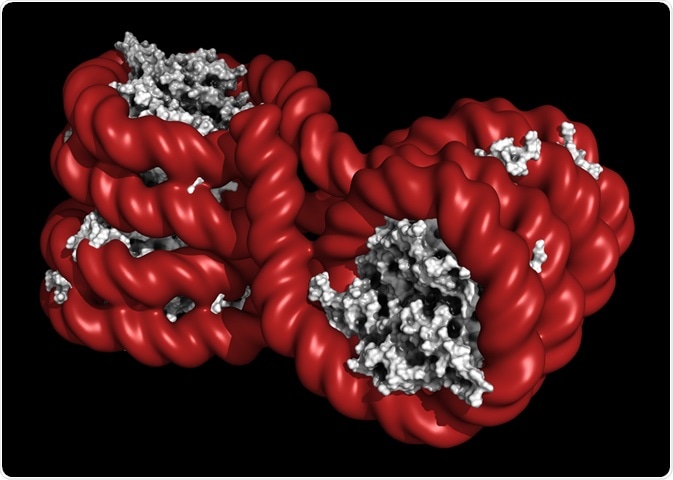 Chromatin Types and Functions