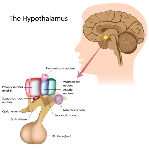 How Does the Suprachiasmatic Nucleus (SCN) Control Circadian Rhythm?