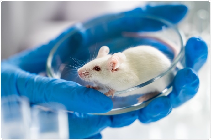 Discovery of a Novel Rodent Model for the Study of the Immunomodulatory Pathways of Human Smallpox