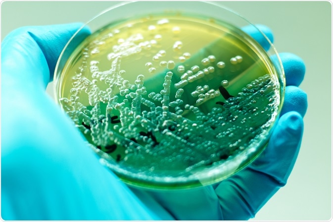 Devising a General Microbial Model Evaluation Framework for Microbiology Research