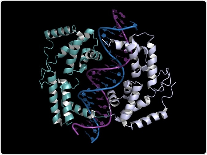 What are Homeobox Genes?