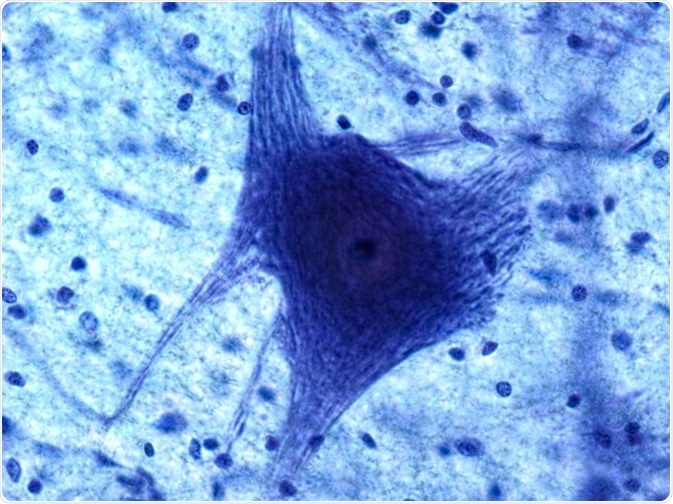 What are Glial Cells?