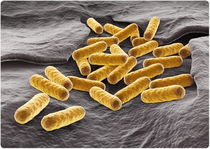 E. coli as a Model Organism