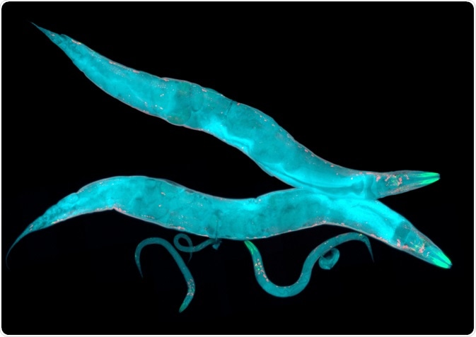 C. elegans as a Model Organism