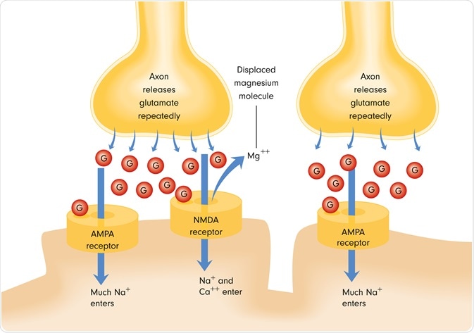 What are NMDA Receptors?