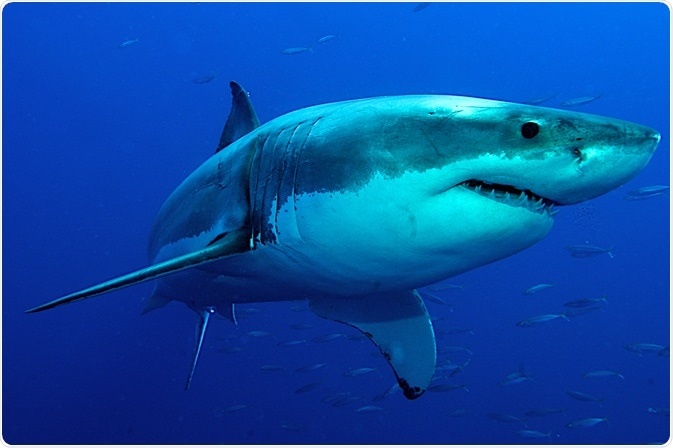 How Could Sharks Lead to New Medical Devices?