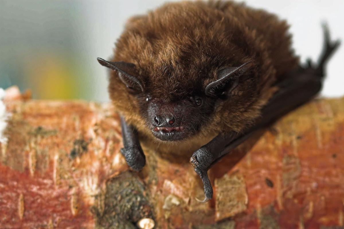 Bat coronavirus ecology, evolution, and spillover