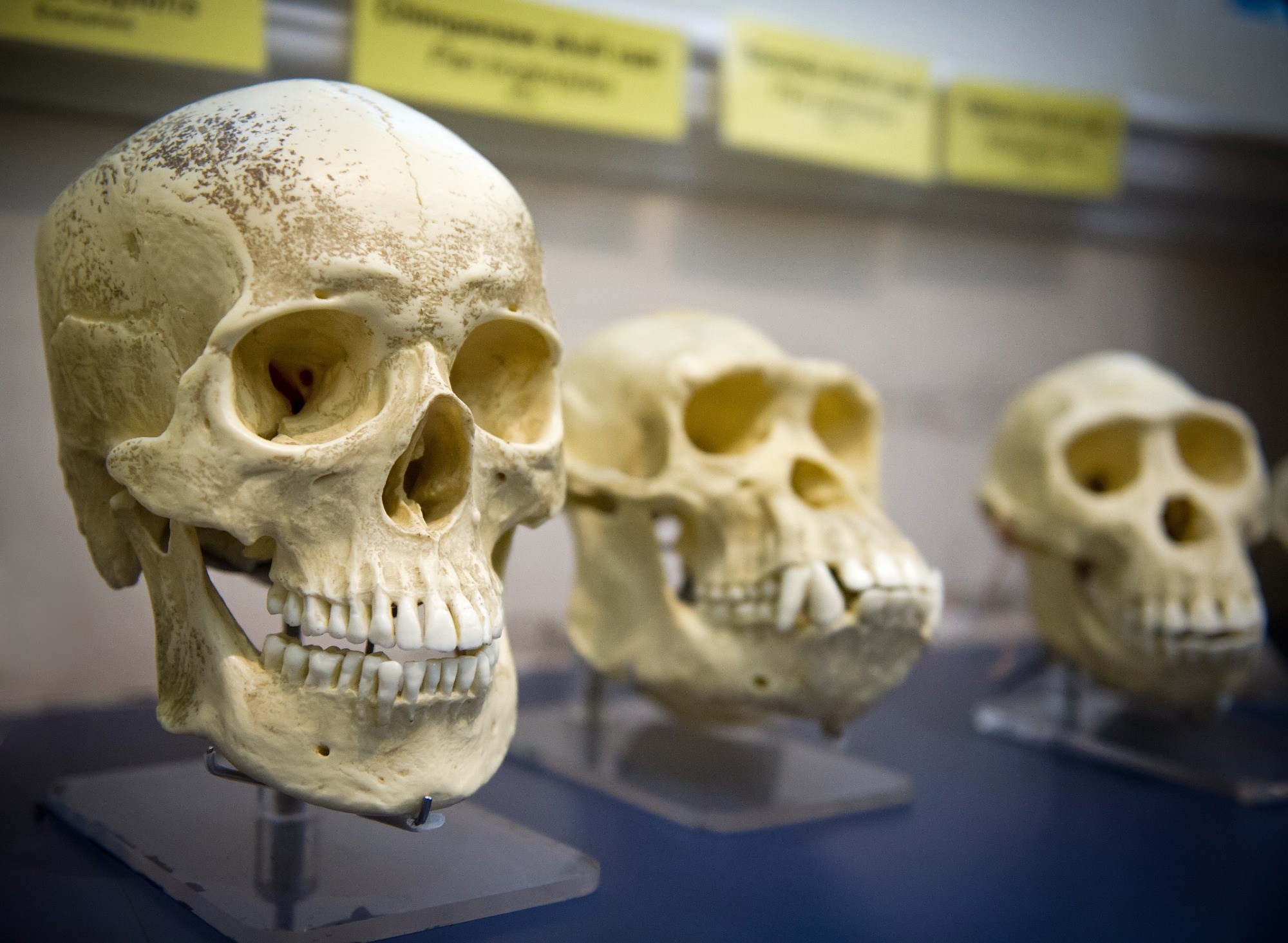 Unraveling the origins of humanity: New research challenges single-origin theory