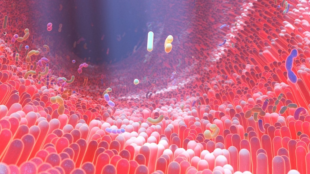 Study links gut bacteria single-nucleotide polymorphisms to BMI