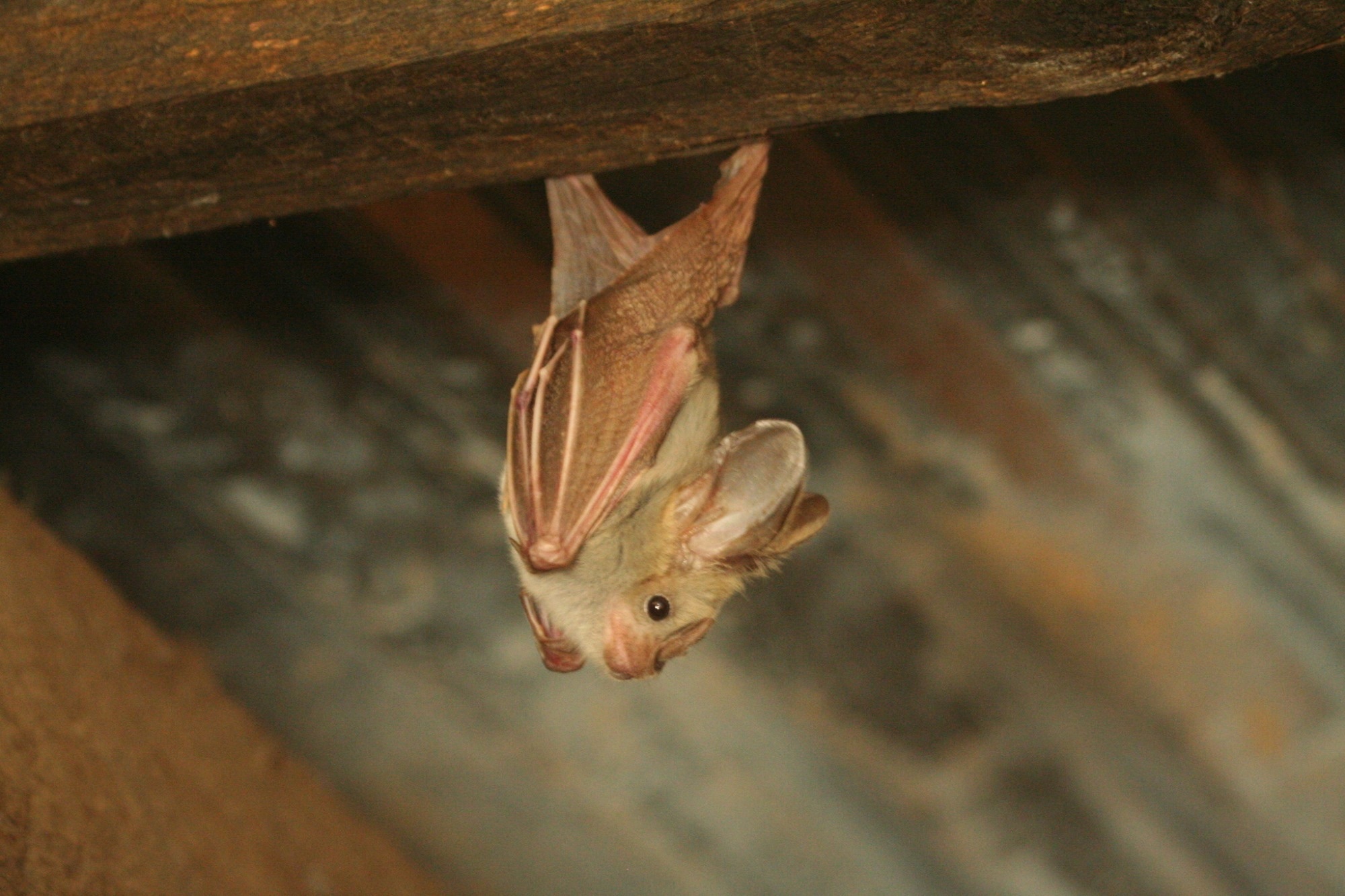 Kenyan bat coronavirus uses human CEACAM6 to enter cells, raising spillover concerns