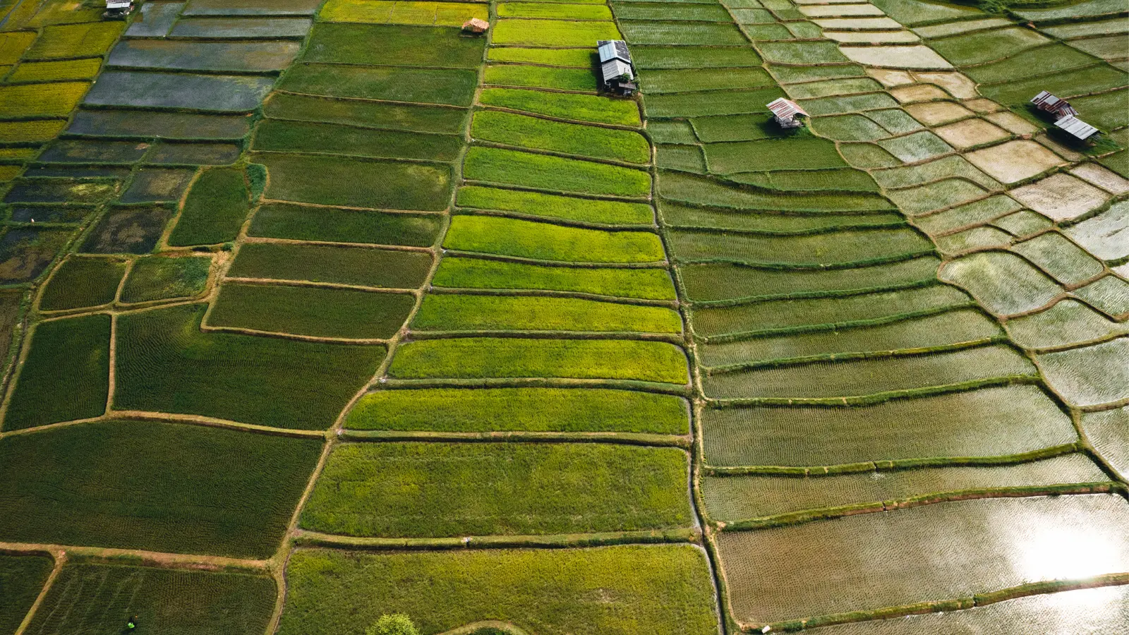 New GMO Alert: GMO Rice Isn't on the Market, but It's Still Showing Up - The Non-GMO Project