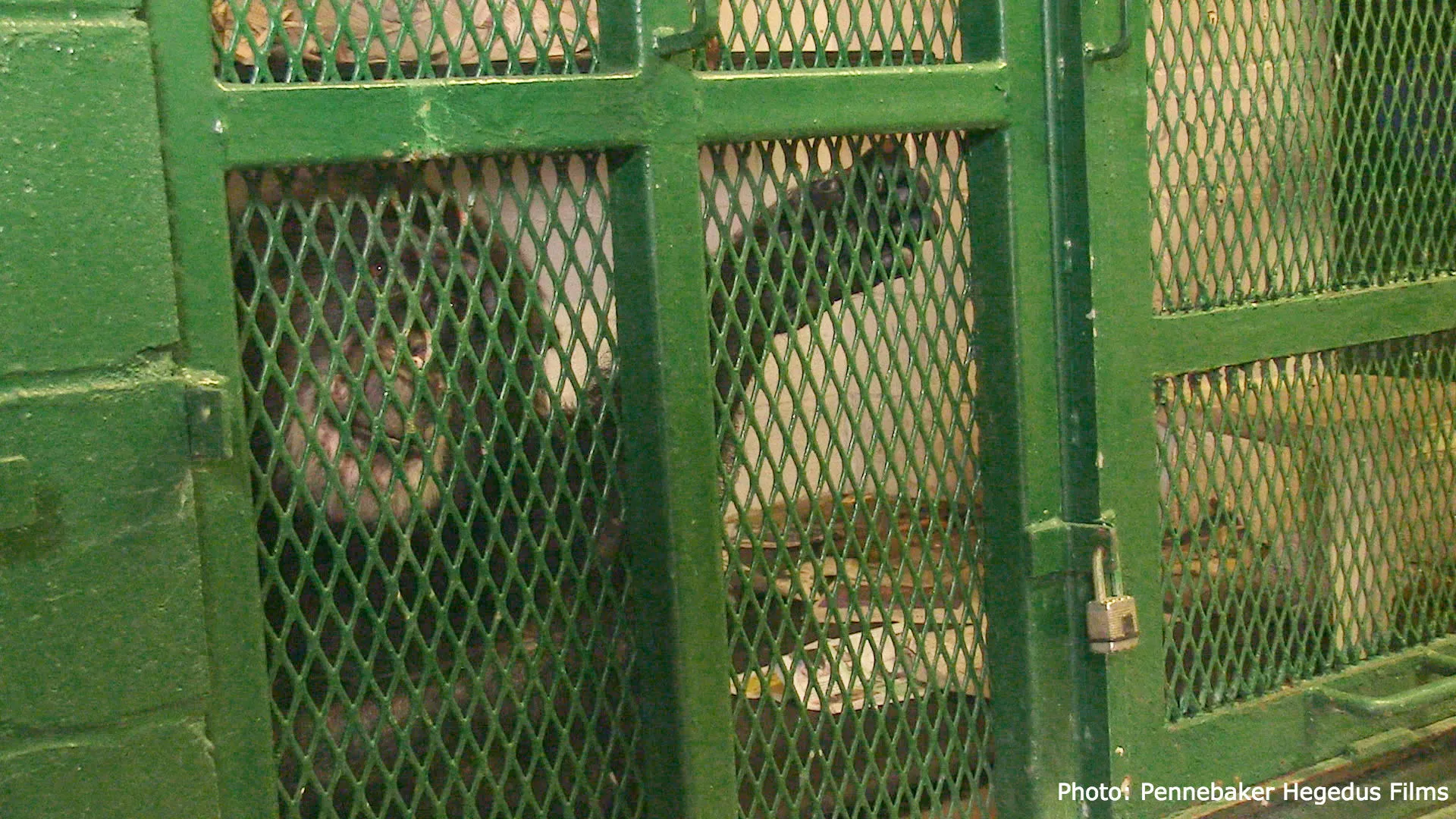 In memory of Tommy the chimpanzee | Nonhuman Rights Project