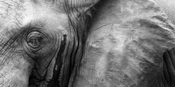 2074, the Bronx | Nonhuman Rights Project