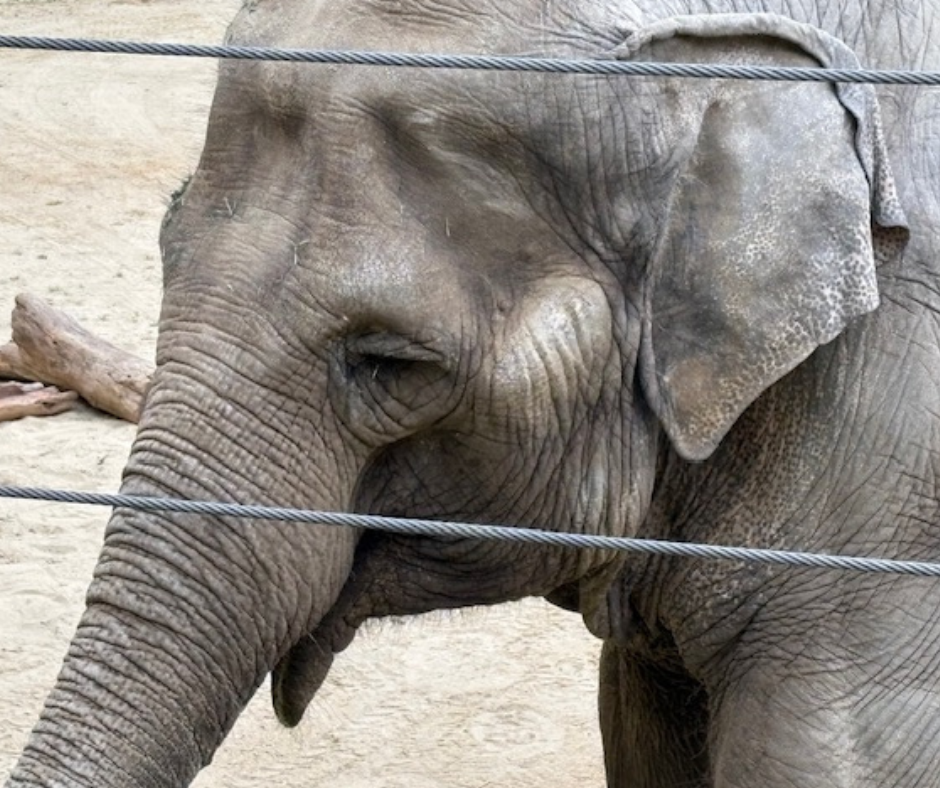 Civil Rights Group Files Lawsuit Seeking Habeas Hearing, Right to Liberty for Los Angeles Zoo Elephants | Nonhuman Rights Project