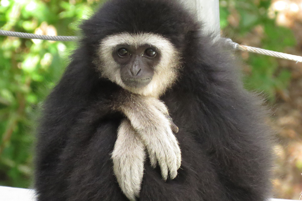 White-Handed Gibbon Dies in Accident at Santa Barbara Zoo