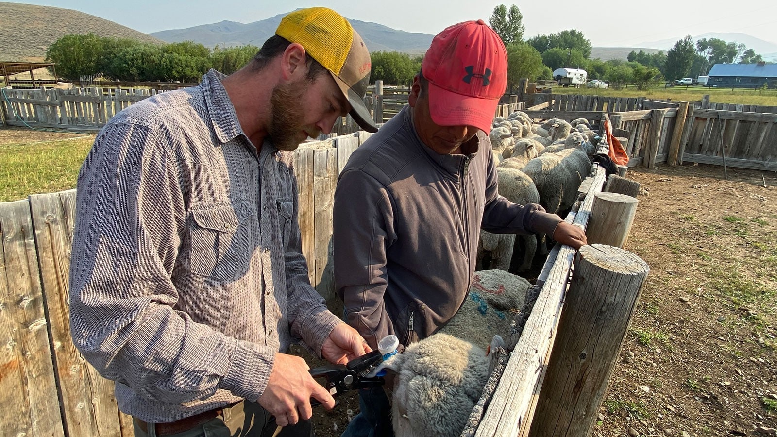 Flashing Ear Tags Show Promise for Deterring Livestock Predators – Northern Ag Network