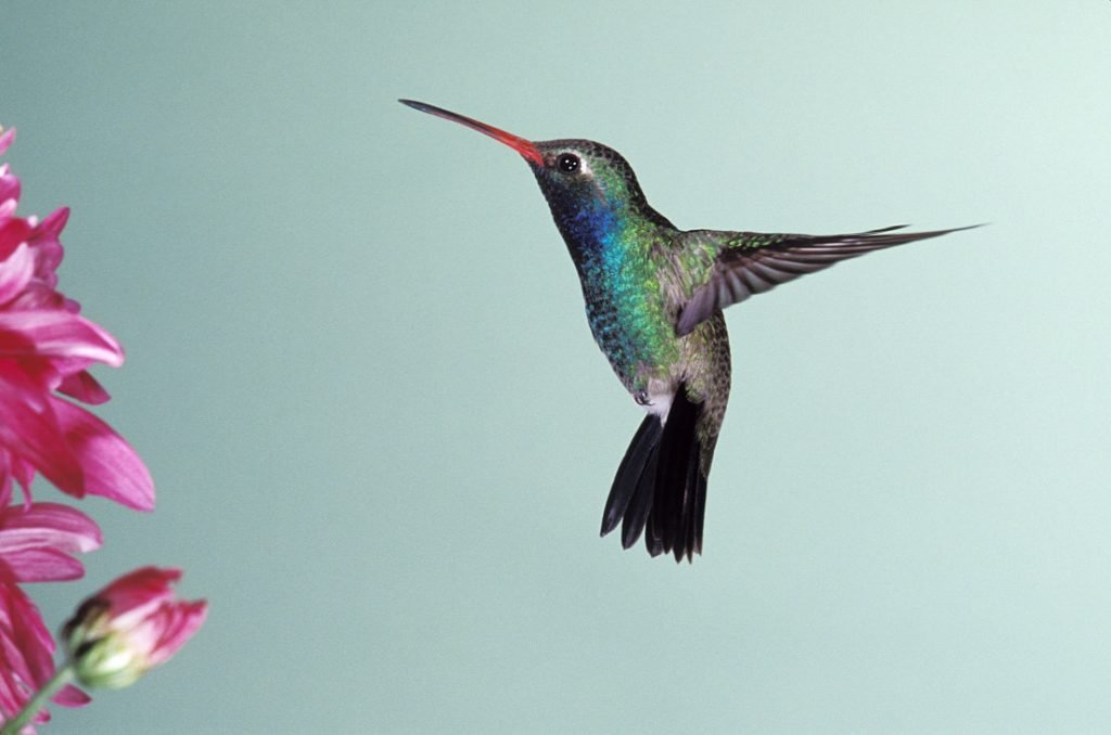 Hummingbird: please cut the crap! - Notprovided.eu