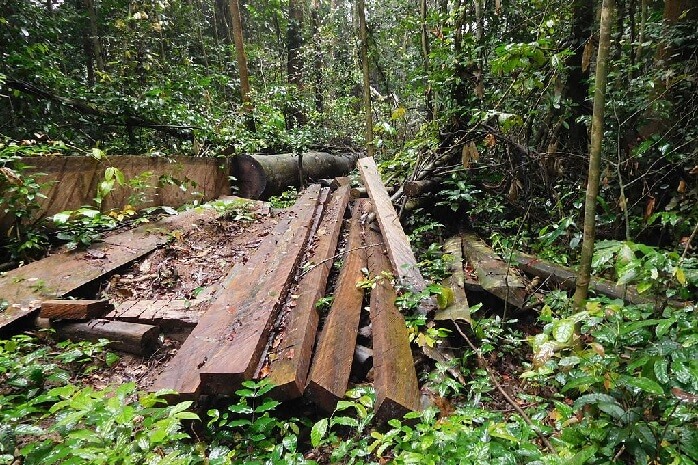 Les ONG s’inquiètent d’un nouveau programme de "gestion durable" des forêts en RDC - Novethic