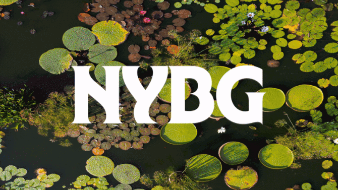 Orchid Nights | New York Botanical Garden