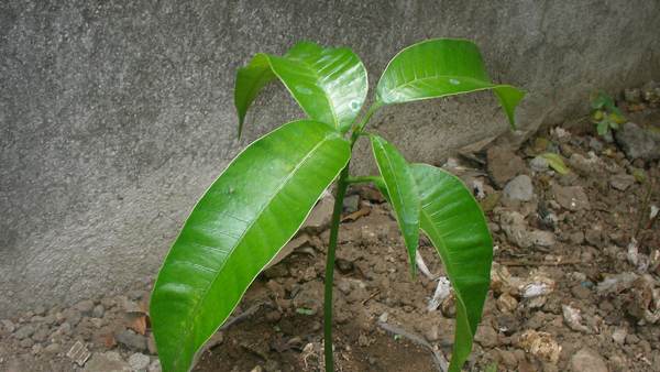 Mango Seedling | Chinua Achebe | The New York Review of Books