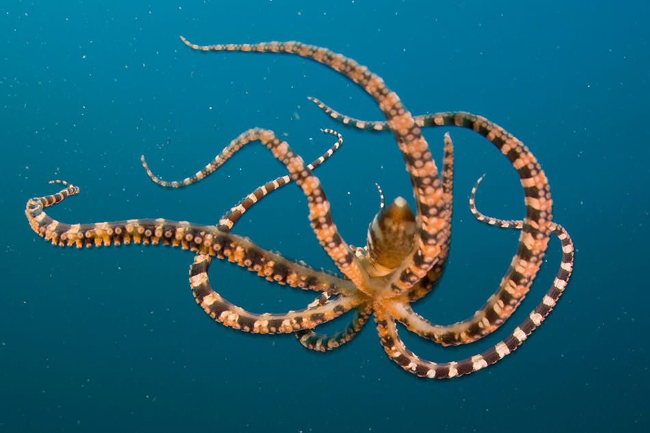 Octopus: The Footed Void | Caspar Henderson | The New York Review of Books