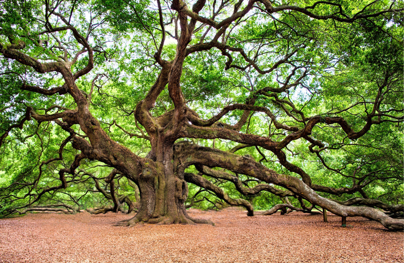 What the Trees Say | Thomas Pakenham | The New York Review of Books