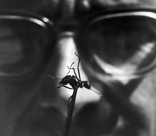 Ideology as Biology | by Mark Borello and David Sepkoski | The New York Review of Books
