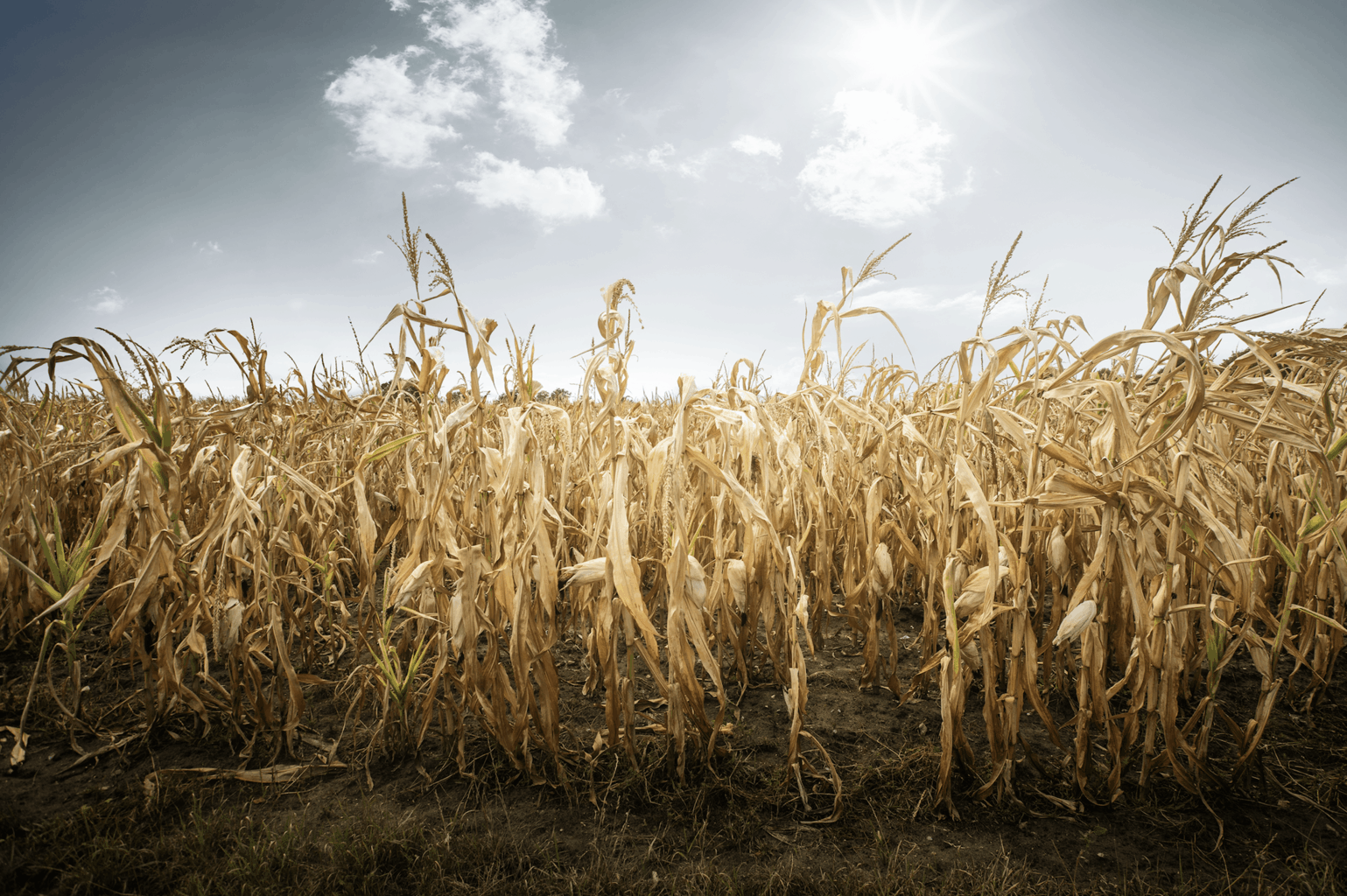 10 Organizations Fighting Climate Change With Food