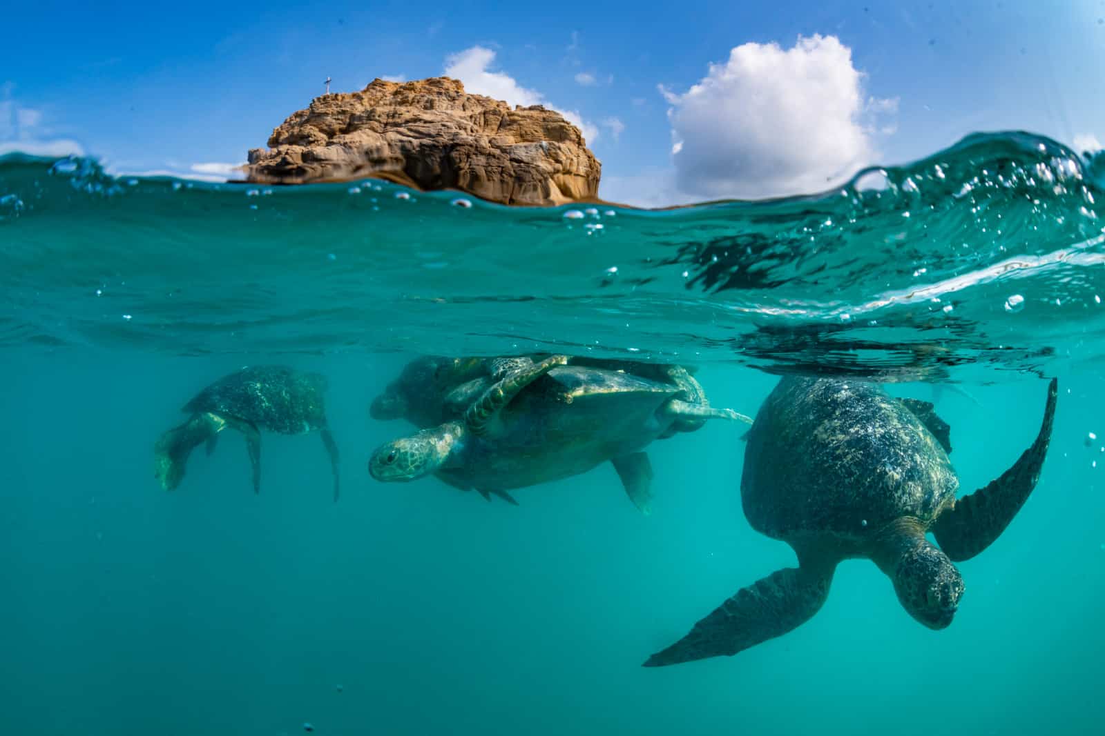 11 Amazing Facts About Sea Turtles - Oceanic Society