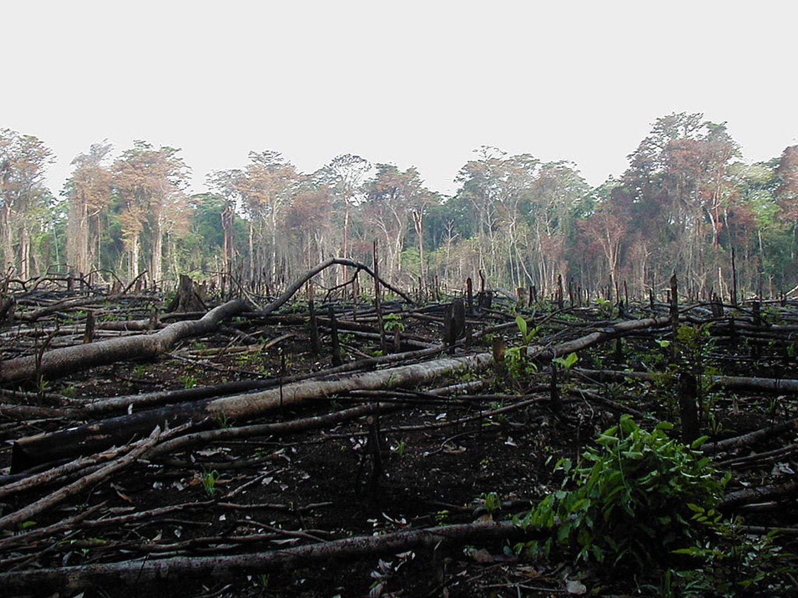 Beef Production is Killing the Amazon Rainforest – One Green Planet