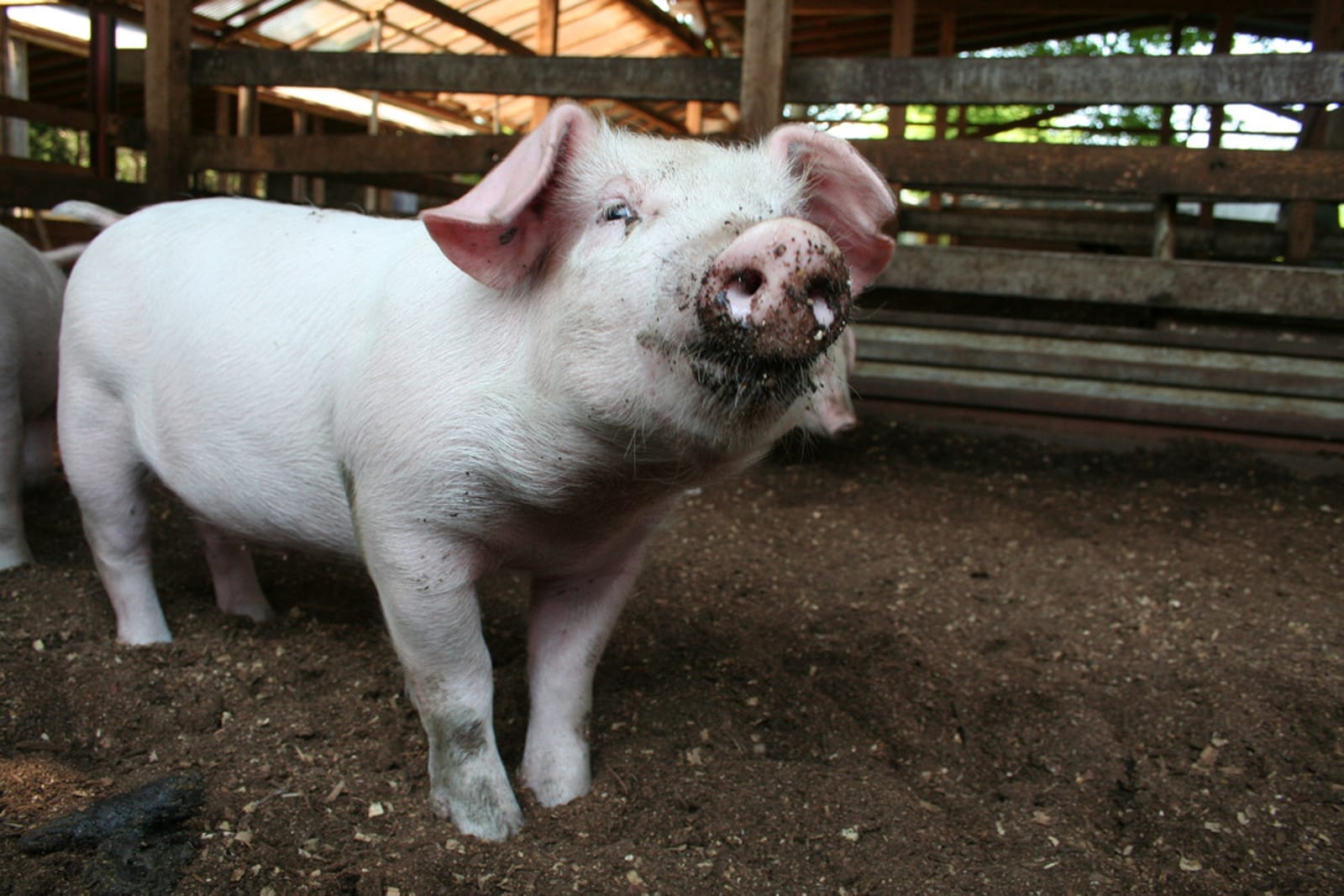 9 States That Have Banned Cruel Gestation Crates for Pigs – One Green Planet