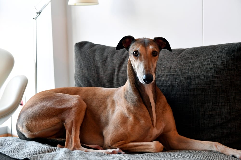 10 Greyhound Myths Debunked That Will Change Your Perspective! – One Green Planet
