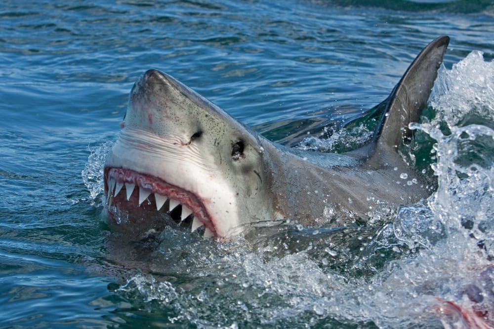 Why You Should Never Buy Shark Teeth – One Green Planet