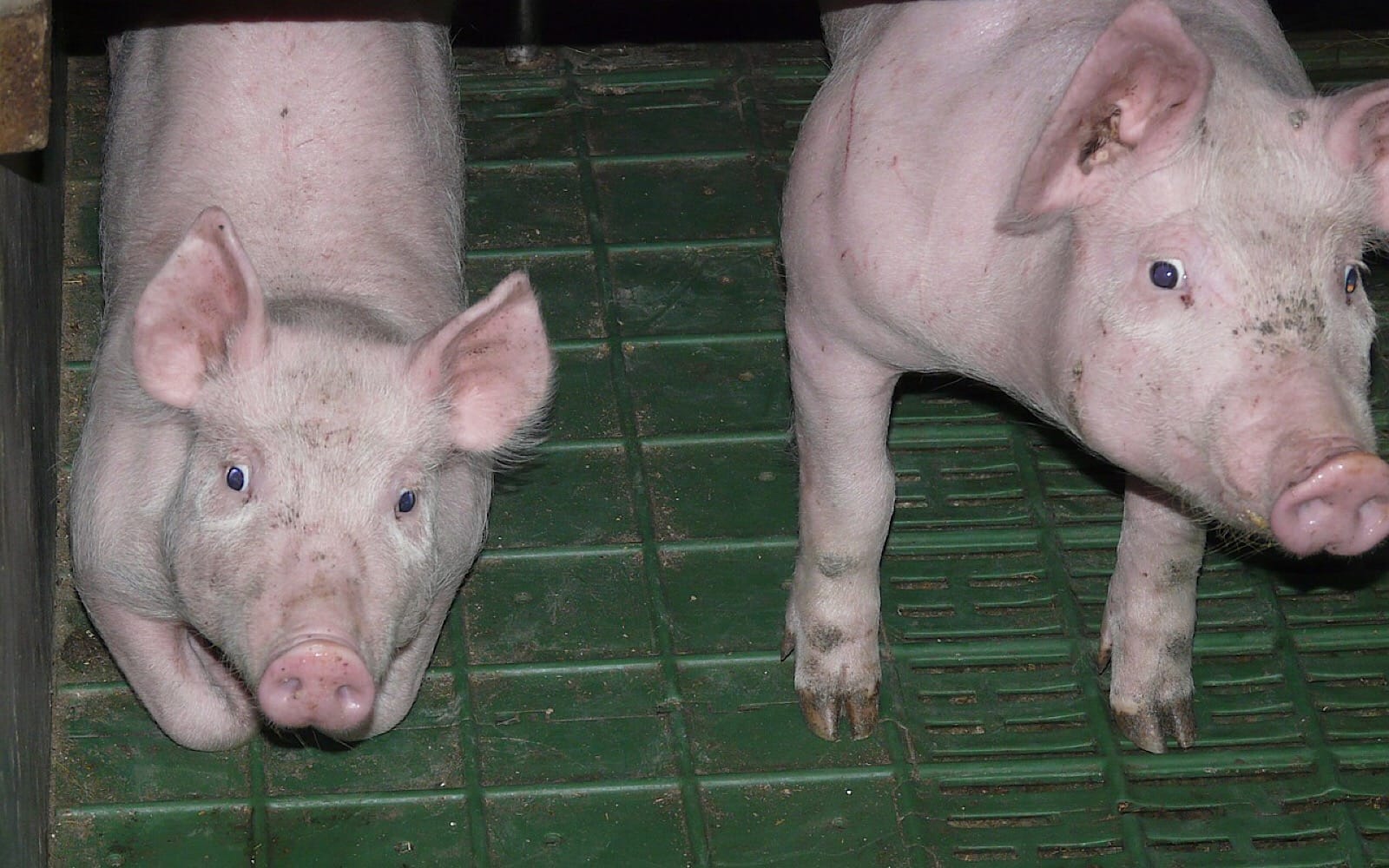Why Is Baystate Medical Center Still Using Pigs for Training When Many Others Have Advanced? – One Green Planet