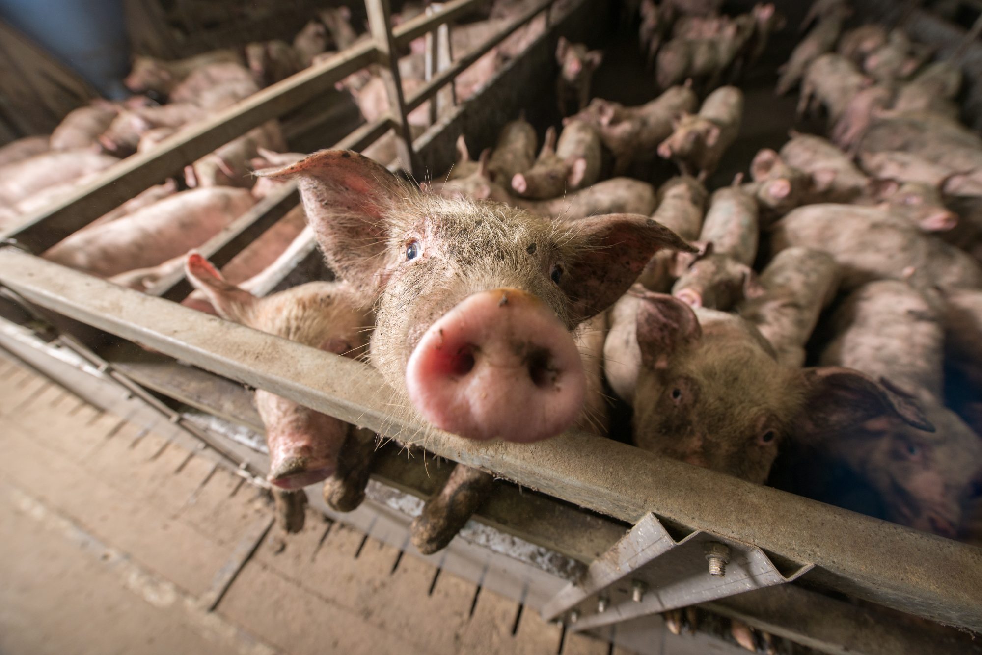 Factory farming, zoonotic disease and the risk of pandemics