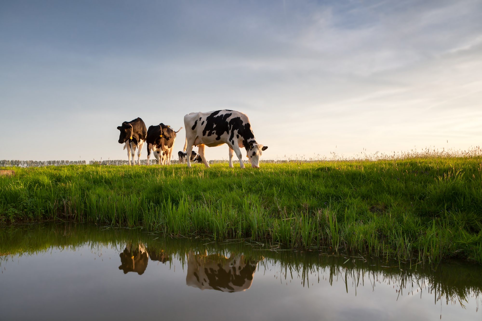 The devastating water footprint of animal agriculture