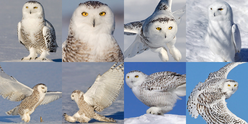 Snowy Owl (Bubo scandiacus) - Information, Pictures, Sounds - The Owl Pages