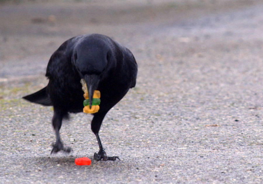 A Murder of Crows | Photo Gallery | Nature | PBS