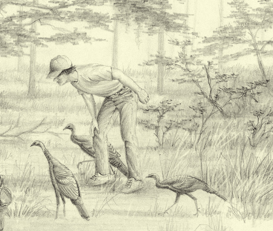 My Life as a Turkey | Sketches from the Flatwoods | Nature | PBS
