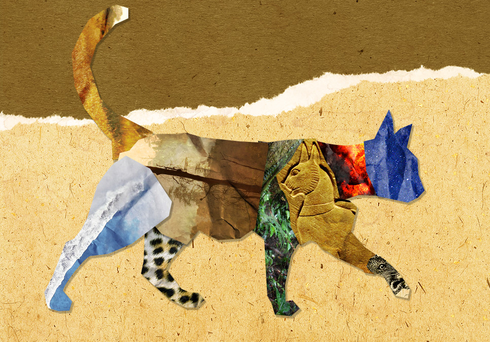 The Making of the Cat | Blog | Nature | PBS