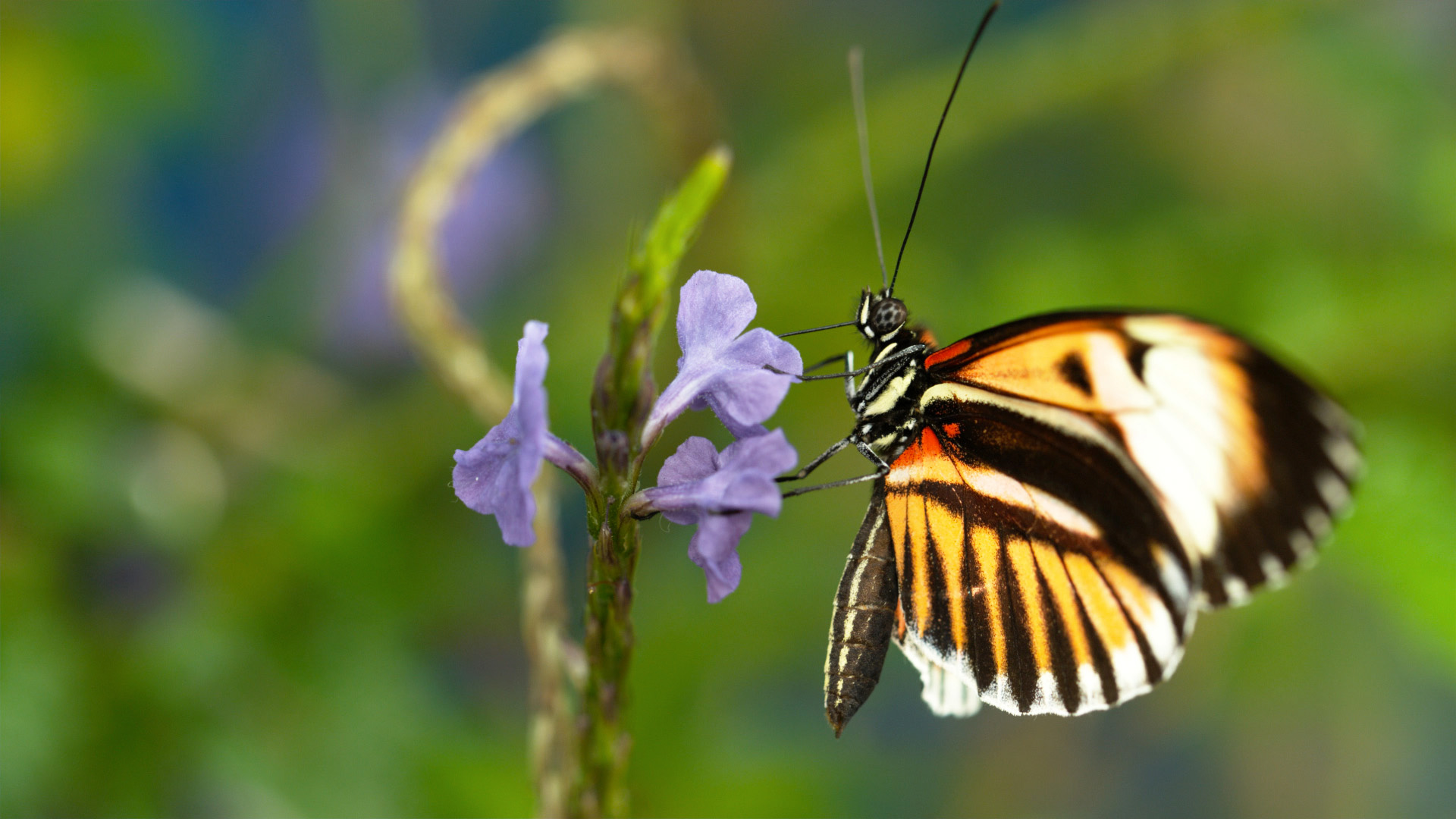Sex, Lies and Butterflies | About | Nature | PBS
