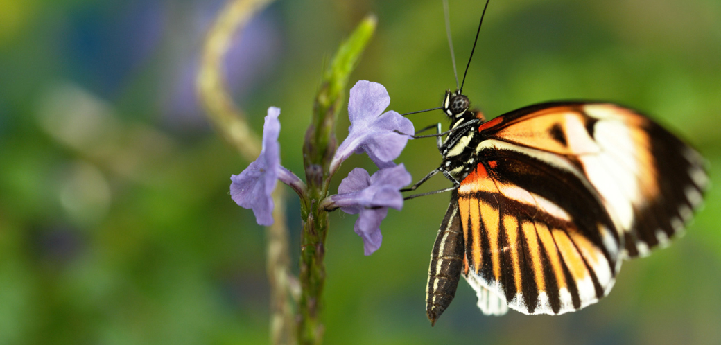 Green up your inbox! | NATURE | PBS