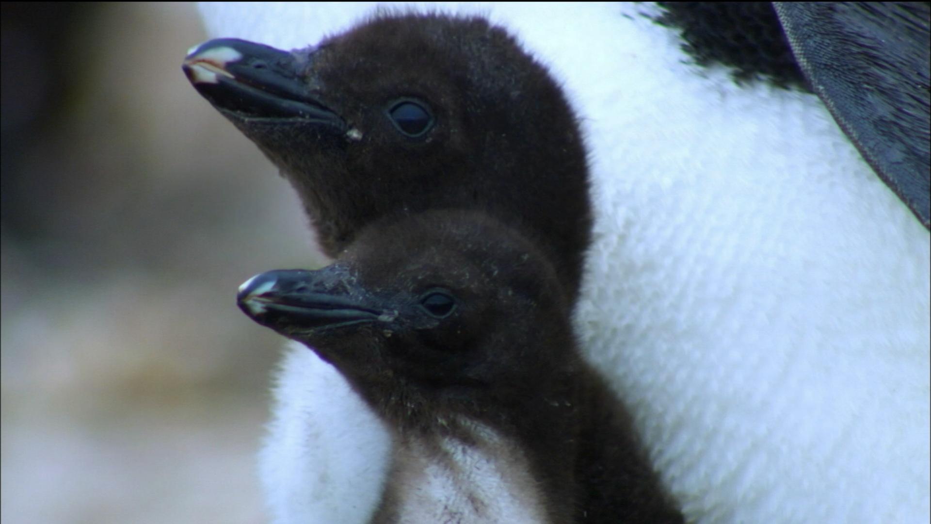 Penguins: Spy in the Huddle: Episode 2 | About | Nature | PBS