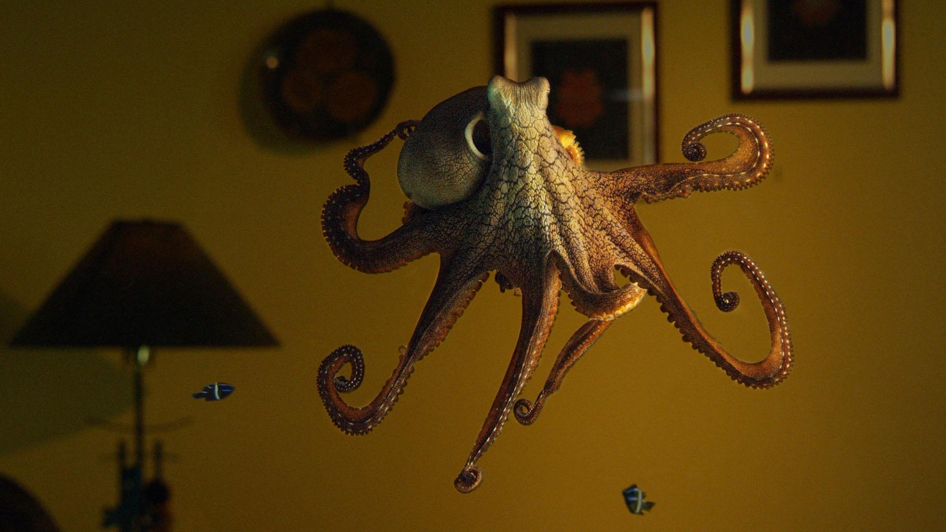 Octopus: Making Contact | About | Nature | PBS